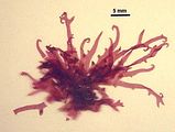 1 – Campione d’erbario con fronde nastriformi ed apici uncinati